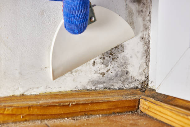 Biohazard Mold Removal in Lake Pocotopaug, CT